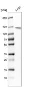 RAS Protein Activator Like 2 antibody, NBP1-82578, Novus Biologicals, Western Blot image 