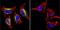 ATPase Sarcoplasmic/Endoplasmic Reticulum Ca2+ Transporting 2 antibody, GTX22817, GeneTex, Immunocytochemistry image 