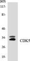 Cyclin Dependent Kinase 5 antibody, LS-B12478, Lifespan Biosciences, Western Blot image 