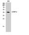CCAAT Enhancer Binding Protein Alpha antibody, STJ91916, St John