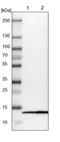 Cytochrome C Oxidase Subunit 6B1 antibody, PA5-52070, Invitrogen Antibodies, Western Blot image 