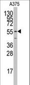 Caveolae Associated Protein 1 antibody, LS-C100621, Lifespan Biosciences, Western Blot image 