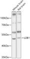 LIM Domain Binding 1 antibody, 16-992, ProSci, Western Blot image 