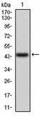 Keratin 12 antibody, orb100977, Biorbyt, Western Blot image 