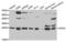 Apolipoprotein M antibody, LS-C333992, Lifespan Biosciences, Western Blot image 