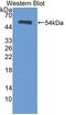 Heat Shock Transcription Factor 2 antibody, abx131170, Abbexa, Western Blot image 