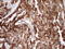 Stomatin Like 2 antibody, LS-C340461, Lifespan Biosciences, Immunohistochemistry paraffin image 