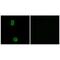 KIAA0100 antibody, PA5-49826, Invitrogen Antibodies, Immunofluorescence image 