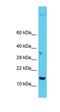 Butyrophilin subfamily 2 member A3 antibody, orb326710, Biorbyt, Western Blot image 