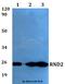 Rho Family GTPase 2 antibody, A10208, Boster Biological Technology, Western Blot image 