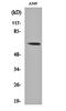 Fas Activated Serine/Threonine Kinase antibody, orb160998, Biorbyt, Western Blot image 
