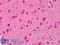 Syntaphilin antibody, LS-B4980, Lifespan Biosciences, Immunohistochemistry paraffin image 
