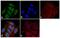 MDM2 Proto-Oncogene antibody, 700555, Invitrogen Antibodies, Immunofluorescence image 