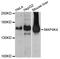 Mitogen-Activated Protein Kinase Kinase Kinase Kinase 4 antibody, MBS127267, MyBioSource, Western Blot image 