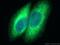 Keratin 18 antibody, YF488-66187, Proteintech Group, Immunofluorescence image 