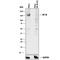 Neurofilament Medium antibody, MAB3029, R&D Systems, Western Blot image 