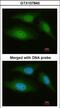 Adenylate Kinase 8 antibody, LS-C185918, Lifespan Biosciences, Immunocytochemistry image 
