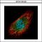 Exosome Component 3 antibody, GTX116123, GeneTex, Immunocytochemistry image 