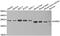 Dehydrogenase/Reductase 2 antibody, abx004939, Abbexa, Western Blot image 