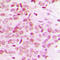 Mediator Complex Subunit 12 antibody, LS-C356180, Lifespan Biosciences, Immunohistochemistry paraffin image 