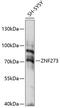 Zinc Finger Protein 273 antibody, 15-760, ProSci, Western Blot image 