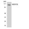 MER Proto-Oncogene, Tyrosine Kinase antibody, LS-C292177, Lifespan Biosciences, Western Blot image 