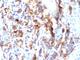 Mucin 5AC, Oligomeric Mucus/Gel-Forming antibody, NBP2-44451, Novus Biologicals, Immunohistochemistry frozen image 