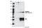 Dynamin 1 Like antibody, 3455S, Cell Signaling Technology, Immunoprecipitation image 