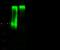 Chondroitin Sulfate Proteoglycan 4 antibody, 100947-T32, Sino Biological, Western Blot image 