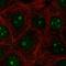 Progestin And AdipoQ Receptor Family Member 6 antibody, HPA073505, Atlas Antibodies, Immunofluorescence image 