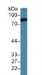 LRR Binding FLII Interacting Protein 1 antibody, LS-C295129, Lifespan Biosciences, Western Blot image 