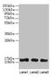 Galectin 1 antibody, CSB-PA012882HA01HU, Cusabio, Western Blot image 