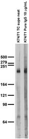 Sodium channel protein type 1 subunit alpha antibody, 73-023, Antibodies Incorporated, Western Blot image 