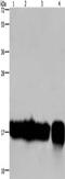 Interleukin 17C antibody, CSB-PA959846, Cusabio, Western Blot image 