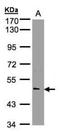 NOVA Alternative Splicing Regulator 1 antibody, NBP1-32459, Novus Biologicals, Western Blot image 