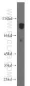 Microtubule Affinity Regulating Kinase 3 antibody, 12932-1-AP, Proteintech Group, Western Blot image 