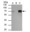 Tripartite motif-containing protein 29 antibody, NBP2-20713, Novus Biologicals, Immunoprecipitation image 