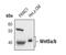 Wnt Family Member 5A antibody, MA5-14946, Invitrogen Antibodies, Western Blot image 