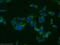 COP9 Signalosome Subunit 2 antibody, 10969-2-AP, Proteintech Group, Immunofluorescence image 