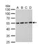 Tubulin Alpha 1b antibody, NBP2-20759, Novus Biologicals, Western Blot image 