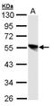 Transcription factor Dp-1 antibody, NBP1-31880, Novus Biologicals, Western Blot image 