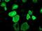 Ras Association Domain Family Member 1 antibody, NBP2-03644, Novus Biologicals, Immunofluorescence image 