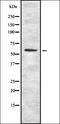 Insulin Like Growth Factor 1 antibody, orb337360, Biorbyt, Western Blot image 