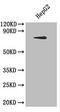 Lactotransferrin antibody, A52456-100, Epigentek, Western Blot image 