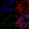 Solute Carrier Family 17 Member 8 antibody, 56521, QED Bioscience, Immunocytochemistry image 