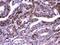 Mediator Complex Subunit 18 antibody, A10600-2, Boster Biological Technology, Immunohistochemistry frozen image 