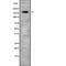 Cyclin-dependent kinase 12 antibody, abx149149, Abbexa, Western Blot image 