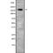 Cyclin Dependent Kinase 12 antibody, abx149149, Abbexa, Western Blot image 