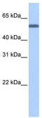 Target of EGR1 protein 1 antibody, TA340199, Origene, Western Blot image 