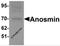KAL antibody, 6367, ProSci Inc, Western Blot image 